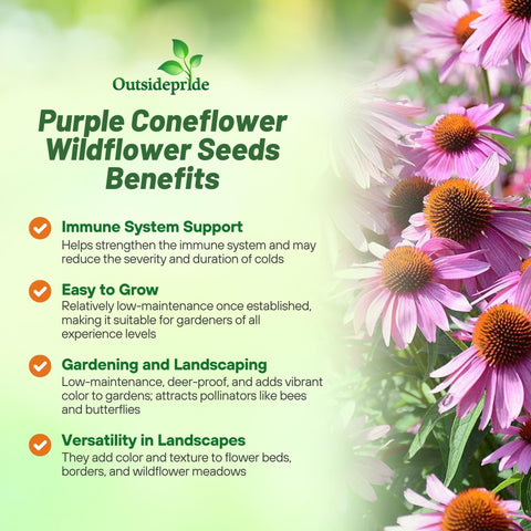 Outsidepride coneflower blooms attract bees and butterflies for pollinator habitats