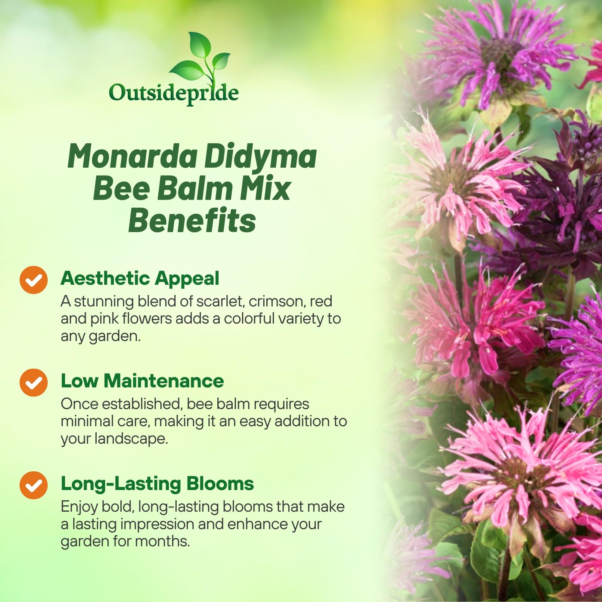 Outsidepride Pollinator-friendly garden attracting bees and butterflies while beautifying borders.