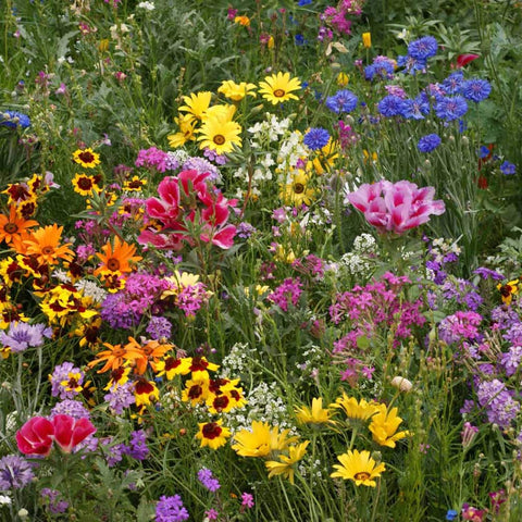 Outsidepride pollinator-friendly wildflowers attract bees, butterflies, and hummingbirds.