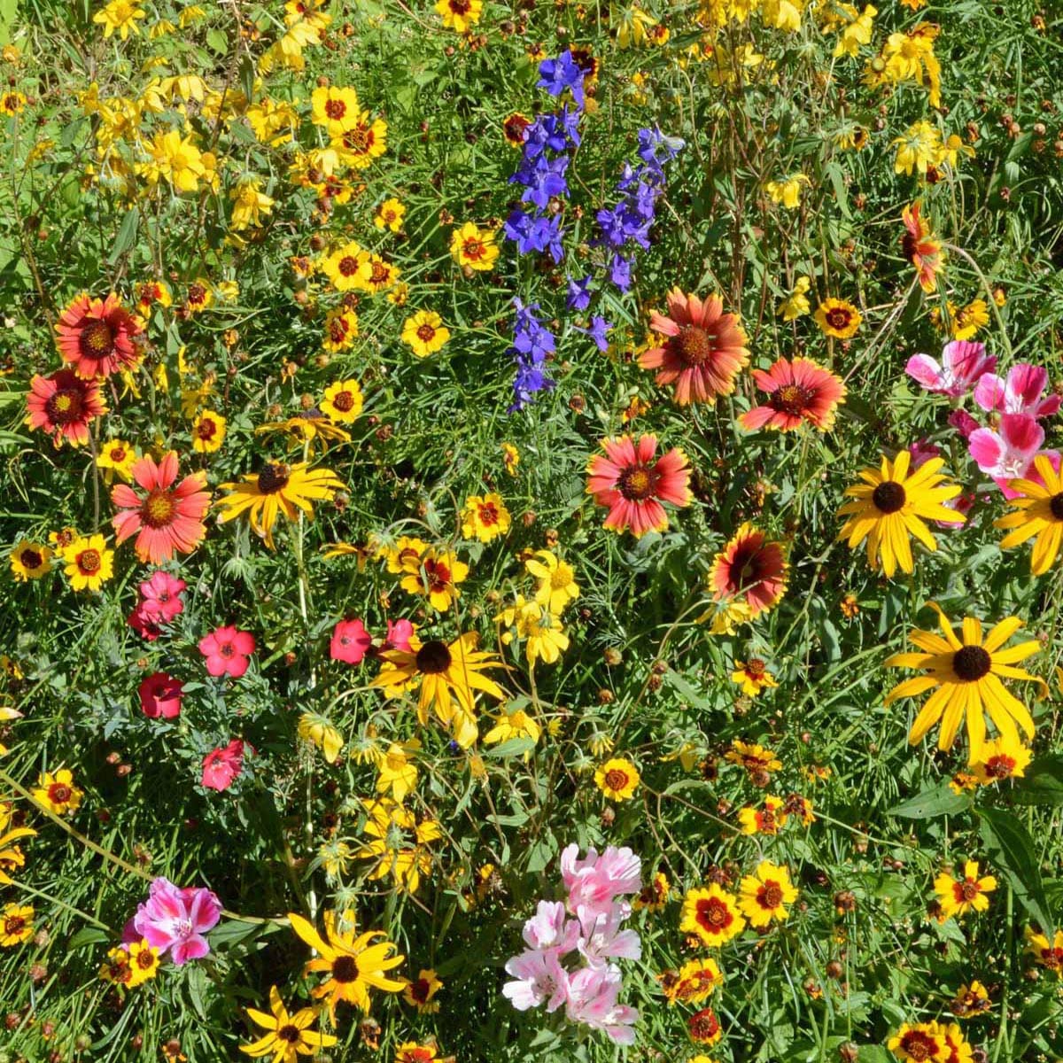 Outsidepride low-maintenance flowers provide color with minimal upkeep.
