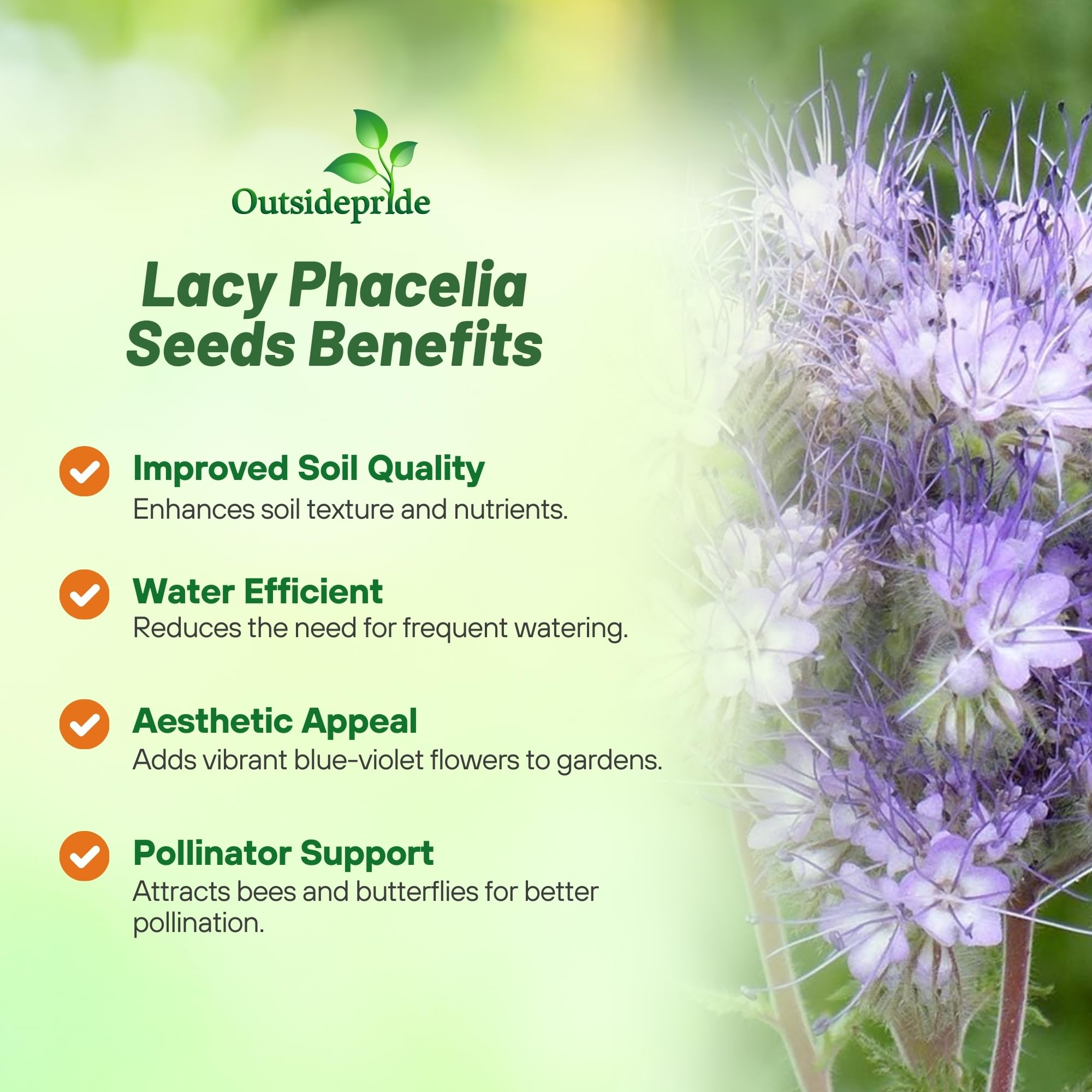 Outsidepride pollinator-garden-lacy-phacelia violet blooms encourage bee visits
