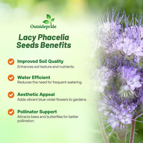 Outsidepride pollinator-garden-lacy-phacelia violet blooms encourage bee visits