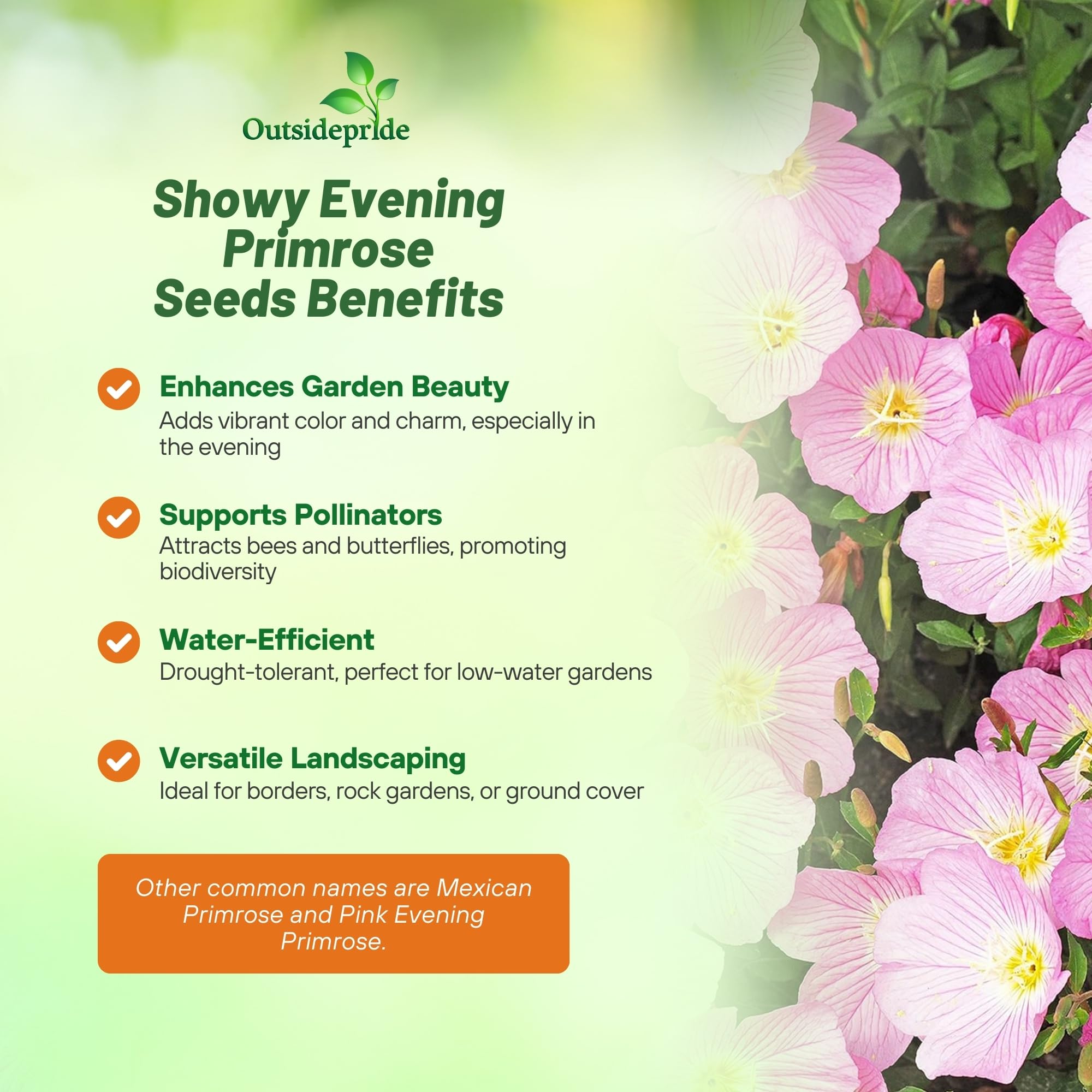 Outsidepride Showy Evening Primrose container planting for easy color.