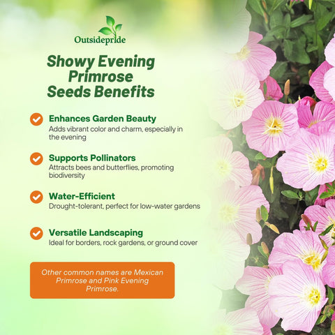 Outsidepride Showy Evening Primrose container planting for easy color.