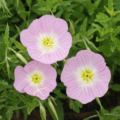 Outsidepride Primrose drought-tolerant plant promotes resilient gardens with less watering.
