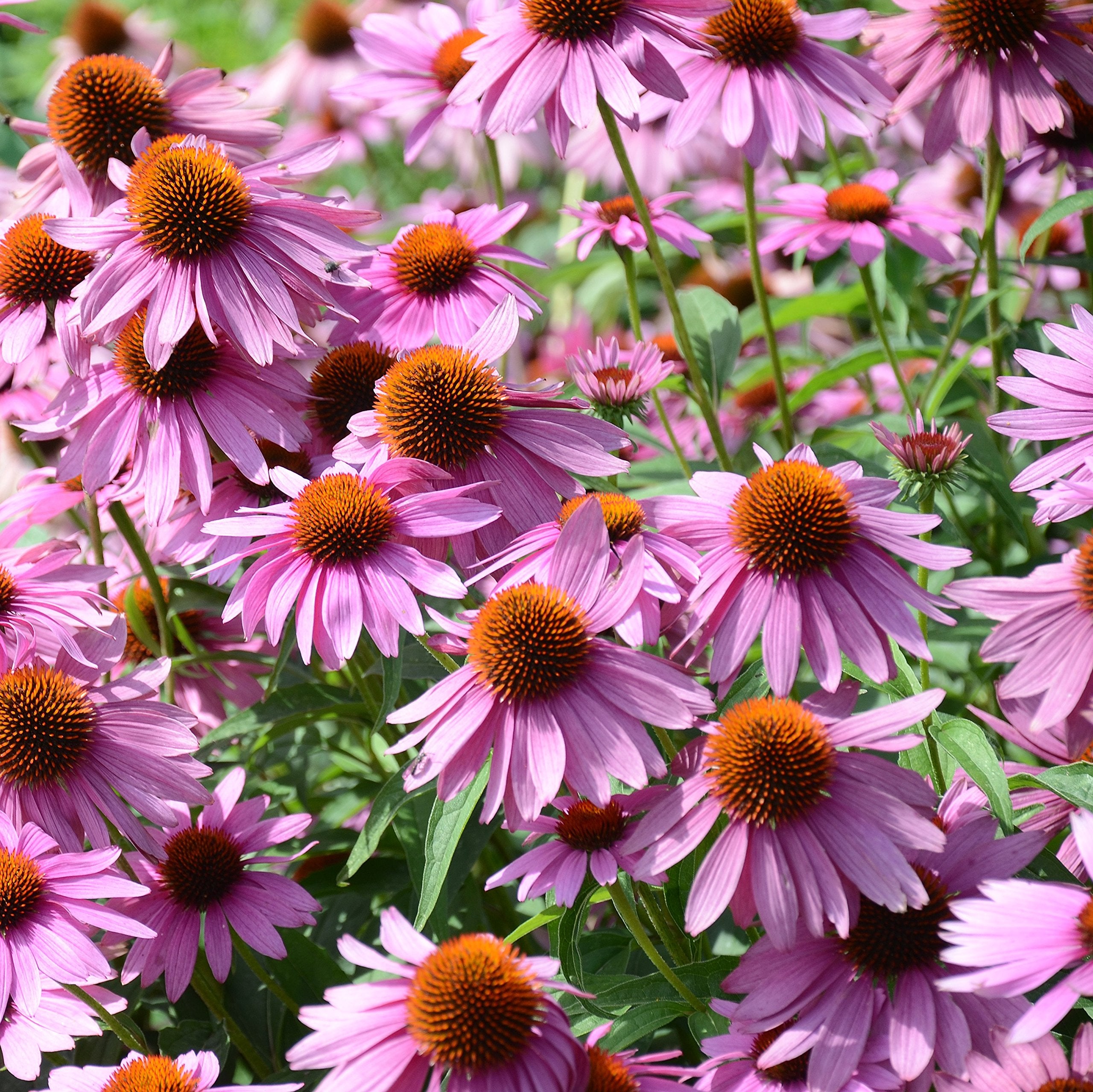 Outsidepride purple echinacea coneflower close-up shows vibrant purple blooms