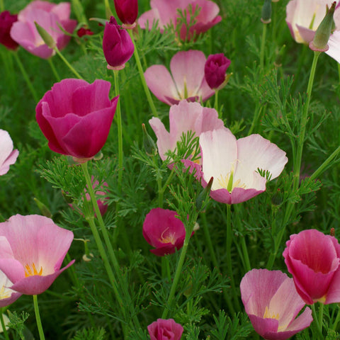 Outsidepride Purple Gleam California Poppy seeds bag boosts vibrant border color.
