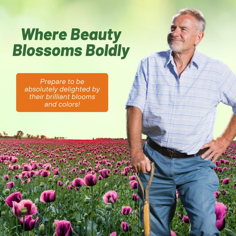 Outsidepride Purple Gleam drought-tolerant seeds thrive in dry landscapes.