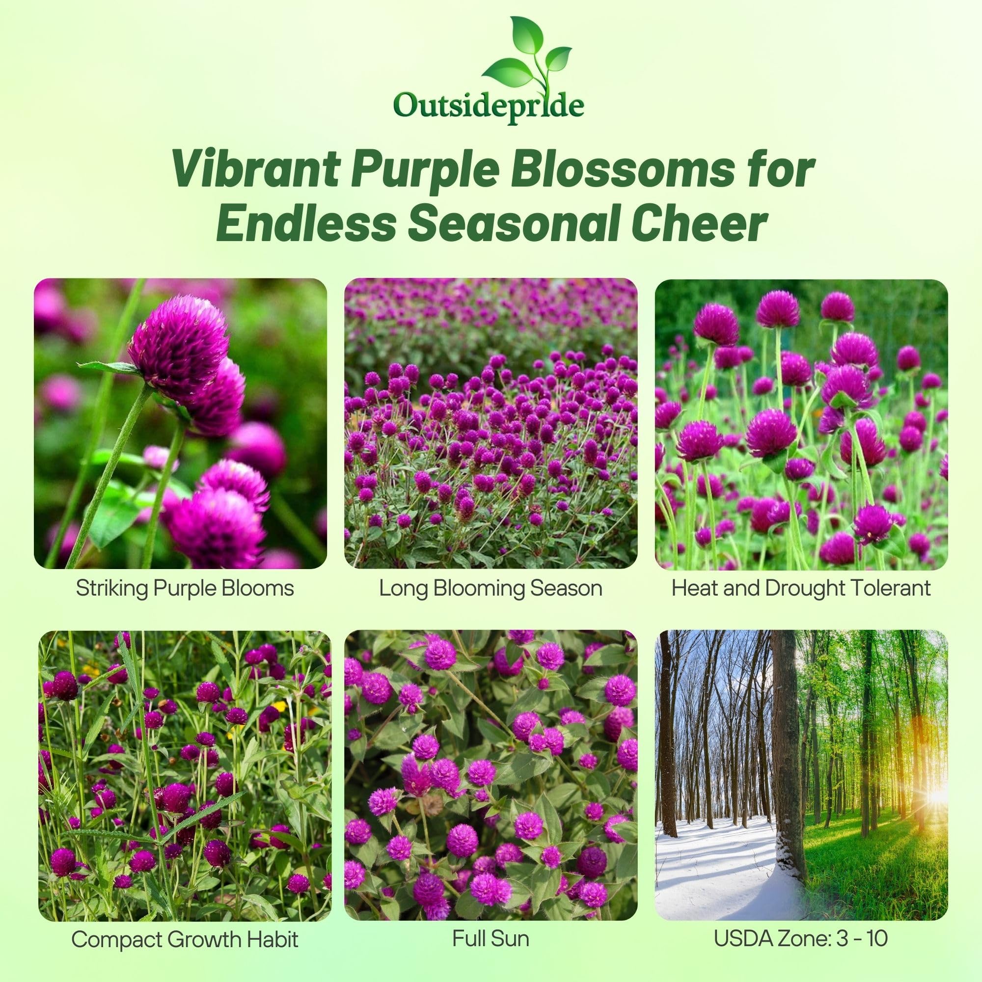 Outsidepride Purple Gomphrena seeds in a sunlit garden bed for bold color