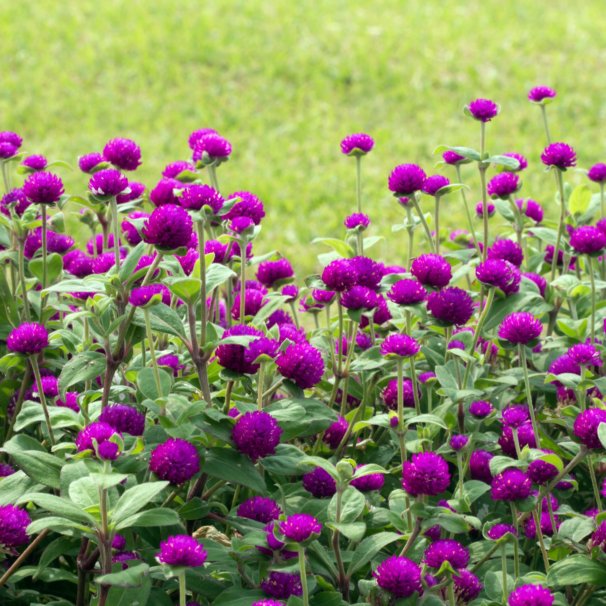 Outsidepride Purple Gomphrena bushy, well-branched growth for structured borders