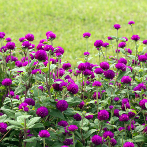 Outsidepride Purple Gomphrena bushy, well-branched growth for structured borders