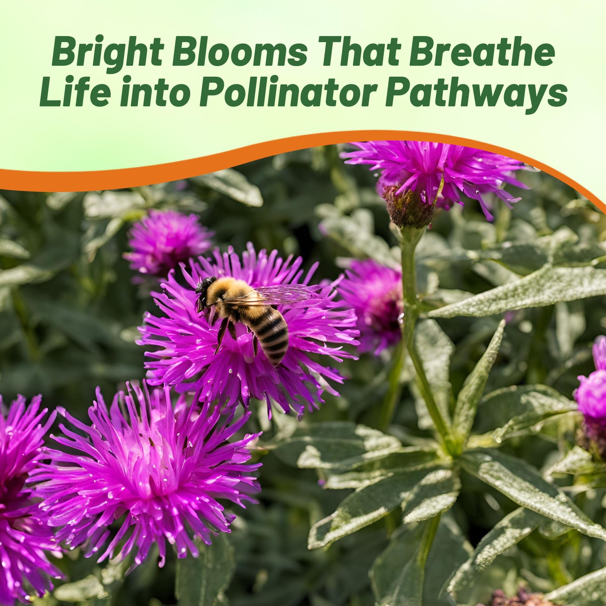 Outsidepride Purple Gomphrena acts as a deer deterrent in gardens