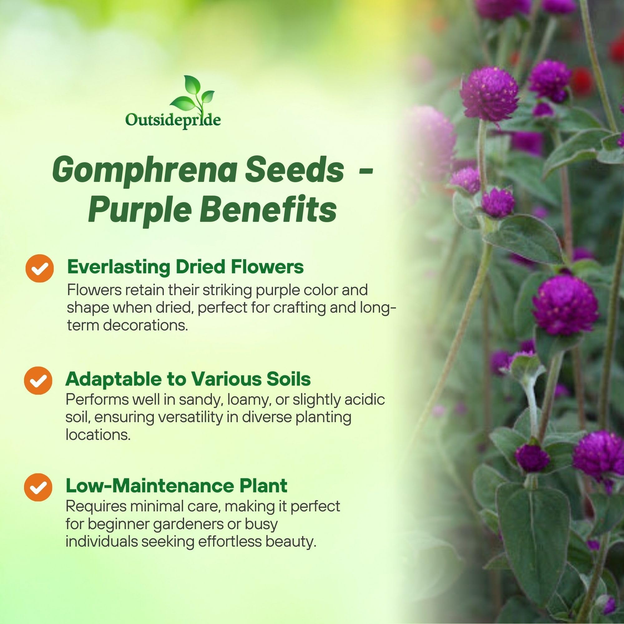 Outsidepride Purple Gomphrena drought-tolerant blooms ideal for tough soils