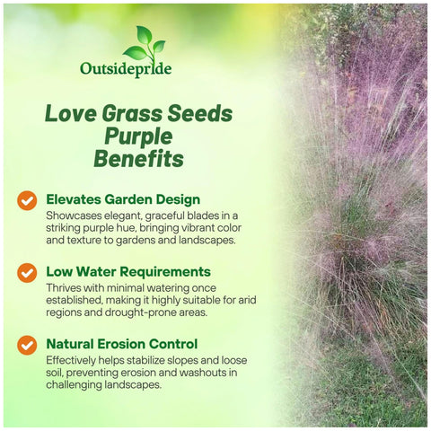 Outsidepride Purple Love Grass clump forms decorative groundcover in sunny zones.