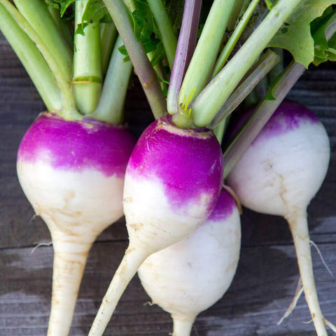 Outsidepride purple-top greens provide nutritious forage for livestock.