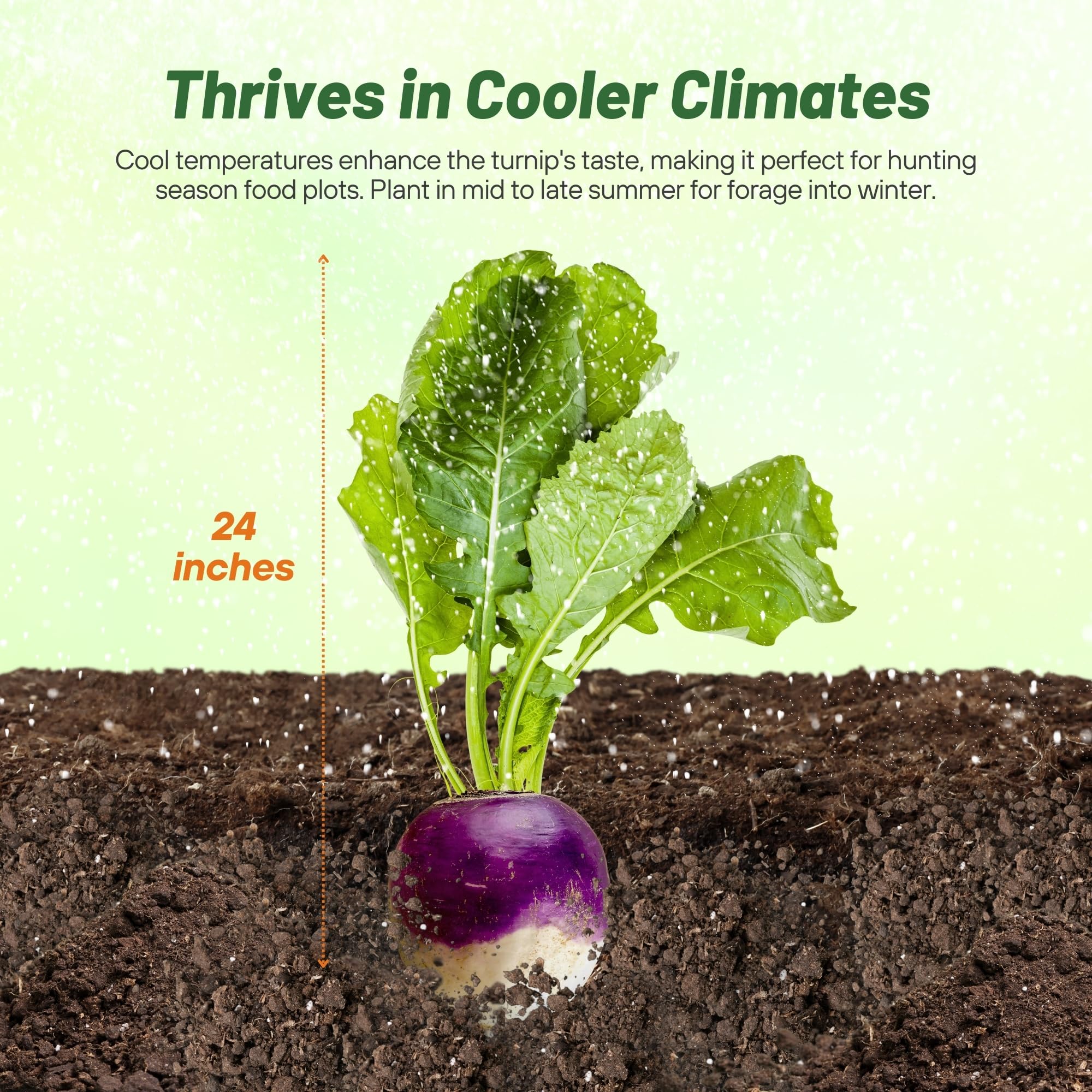 Outsidepride purple-top turnip root and greens ready for dual-use grazing.