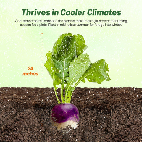 Outsidepride purple-top turnip root and greens ready for dual-use grazing.