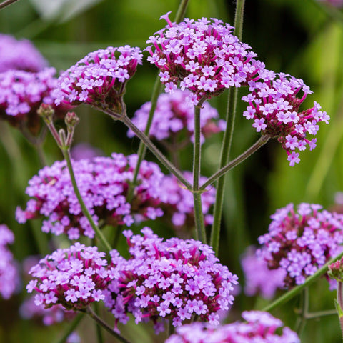 Outsidepride Purpletop Verbena blooms show deer-deterrent beauty in wildlife-prone areas