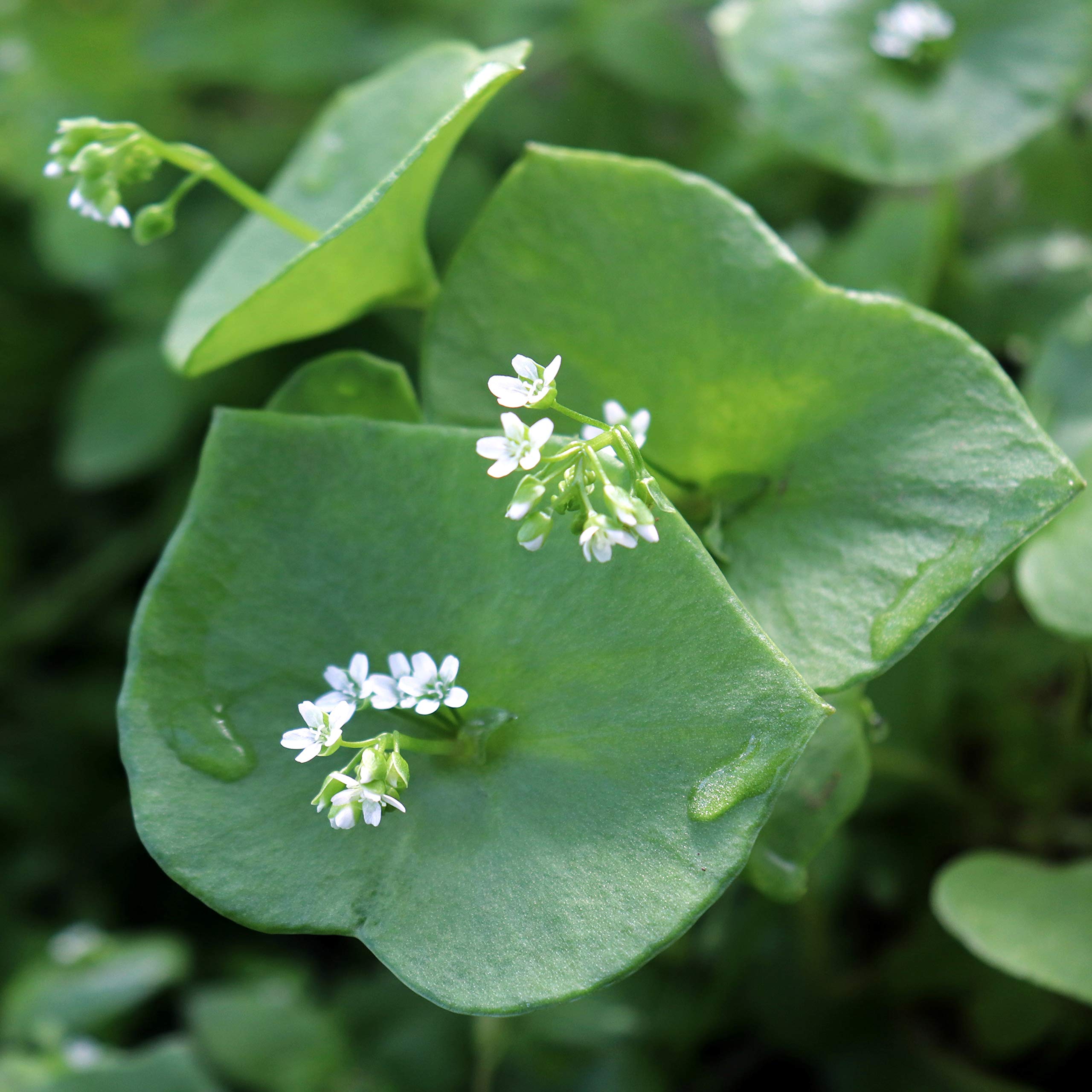 Outsidepride Purslane growing in containers for flexible balcony gardening