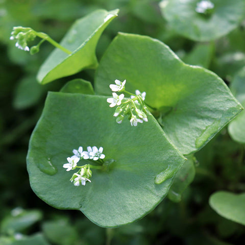 Outsidepride Purslane growing in containers for flexible balcony gardening