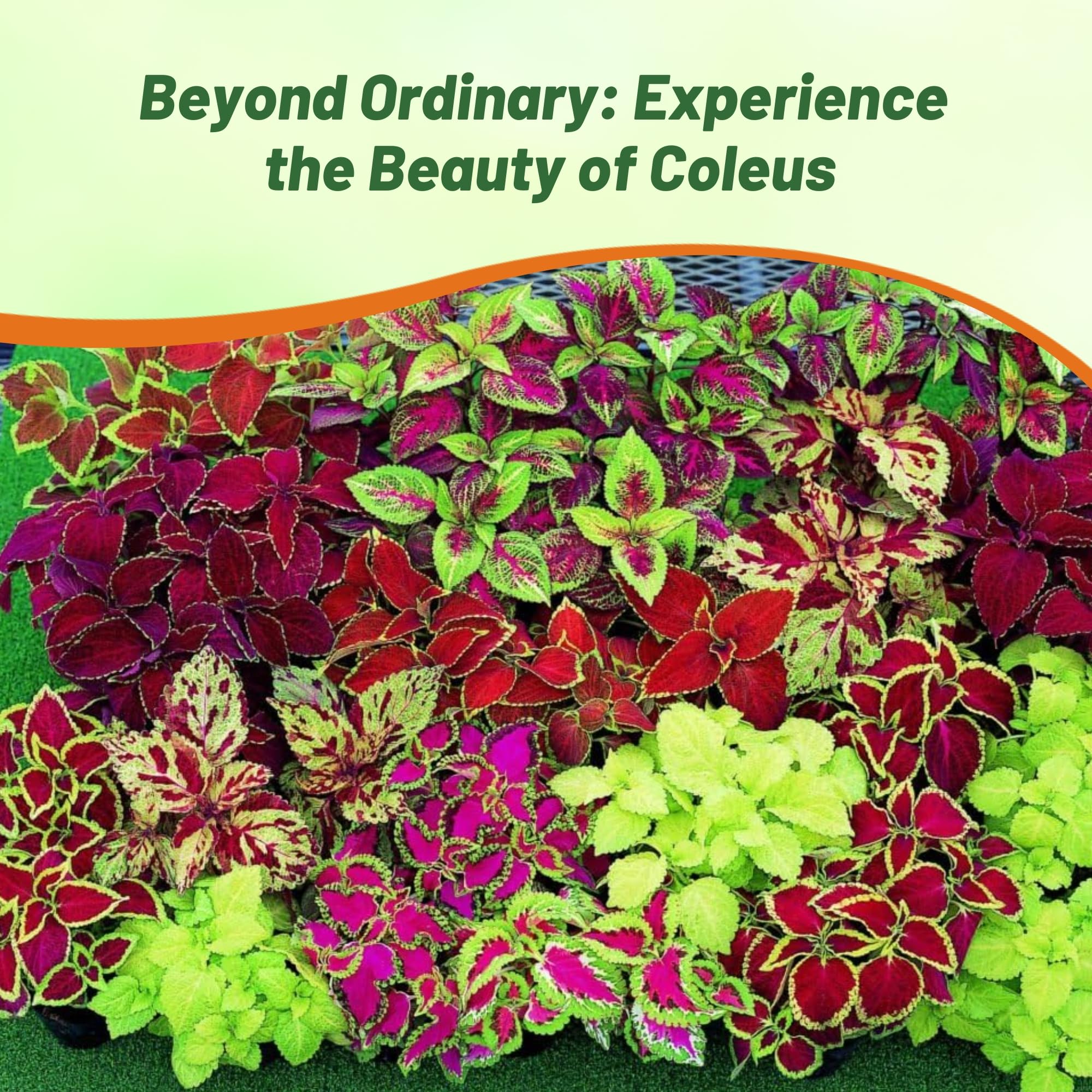 Outsidepride Rainbow Mix Coleus shows green-yellow, bronze, and red foliage tones