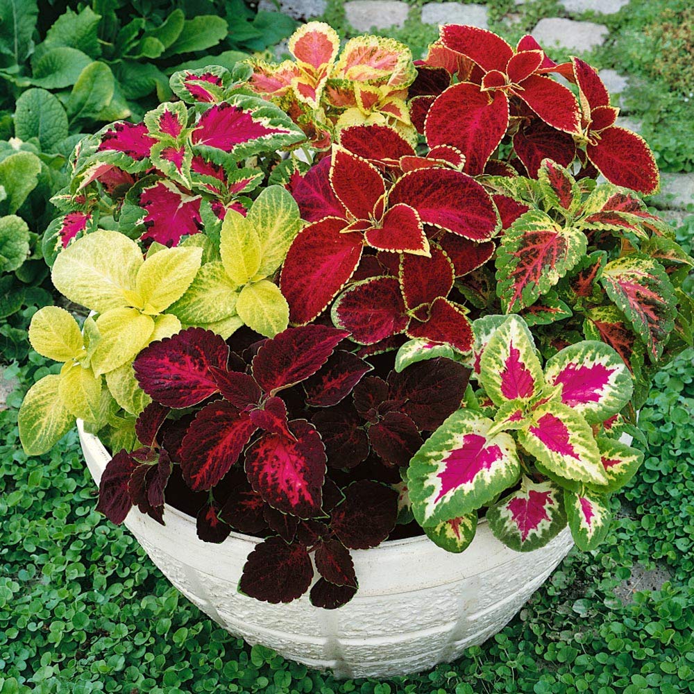 Outsidepride Rainbow Mix Coleus leaves demonstrate deer resistance and texture