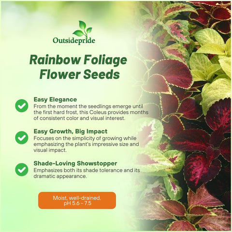 Outsidepride Rainbow Mix Coleus young plants emerging in trays