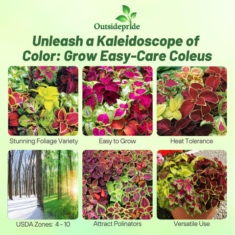 Outsidepride Rainbow Mix Coleus seeds germinating in warm soil