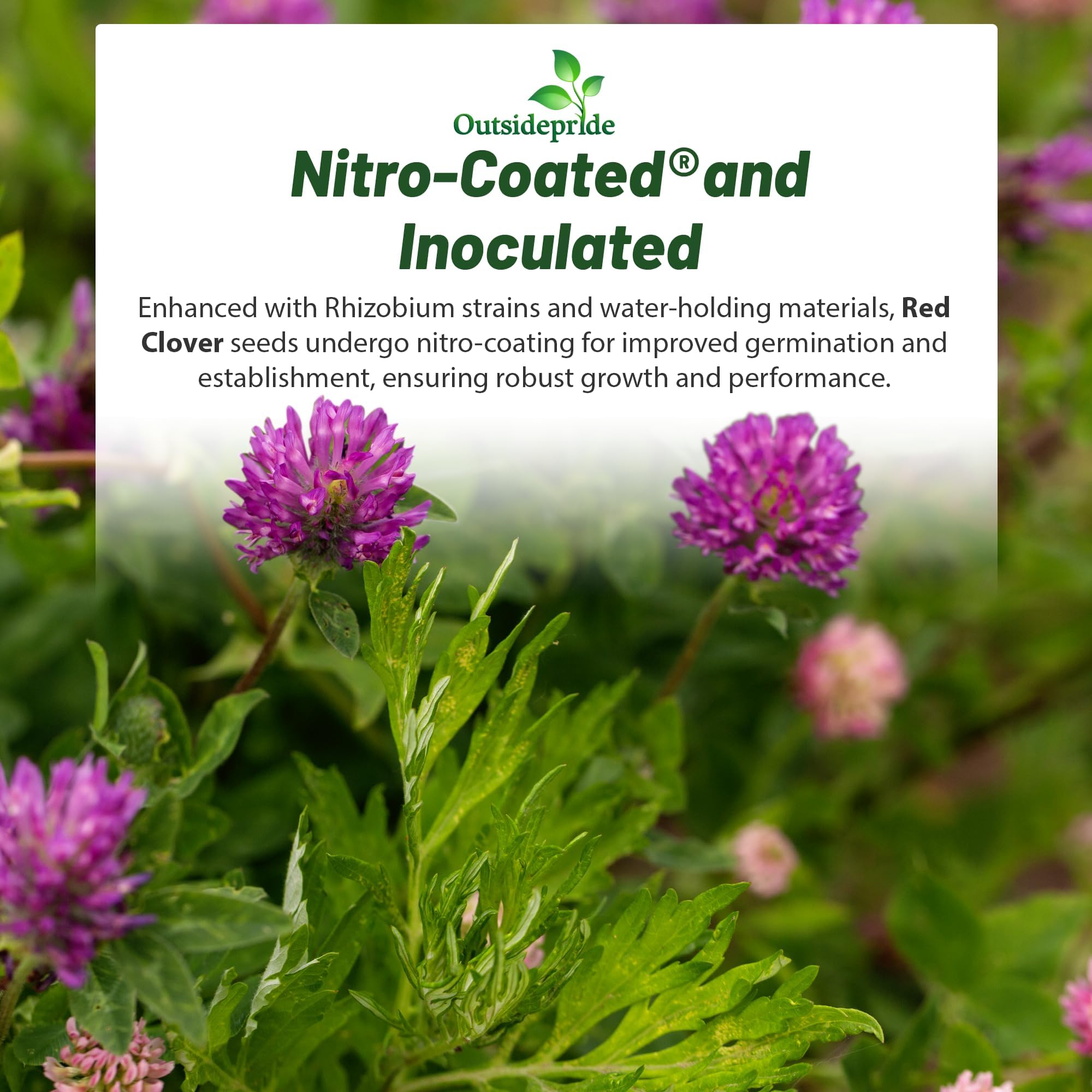 Outsidepride red clover prevents erosion and builds soil structure.