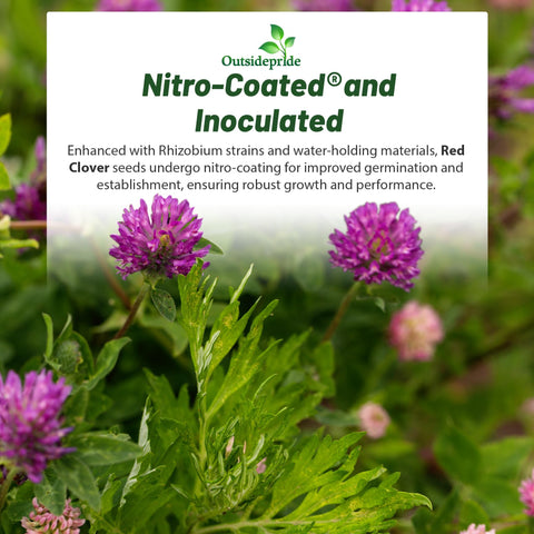 Outsidepride red clover prevents erosion and builds soil structure.