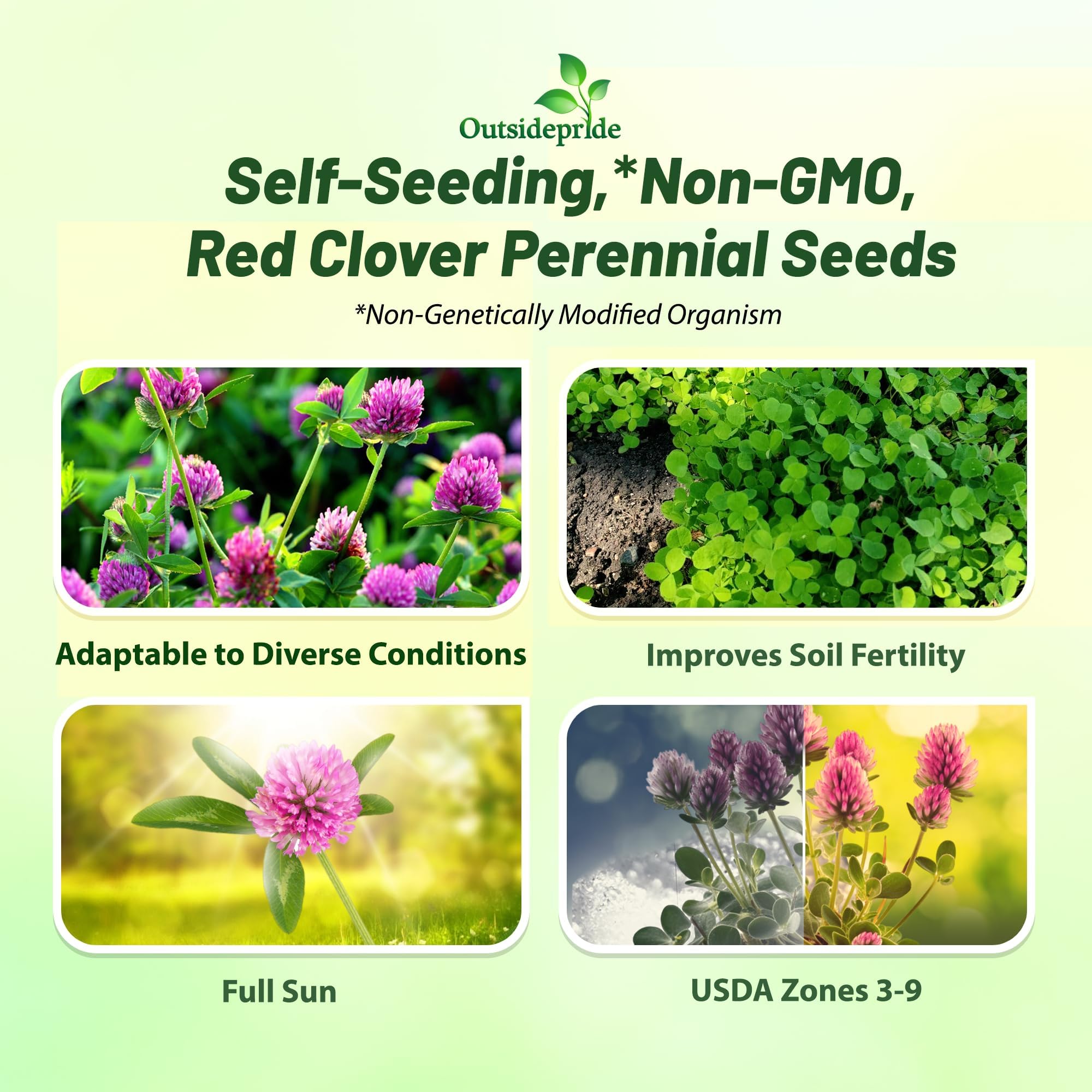 Outsidepride red clover seeds germinating demonstrates self-seeding cover crop potential.
