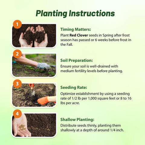 Outsidepride red clover seeds inoculated coating supports robust establishment.