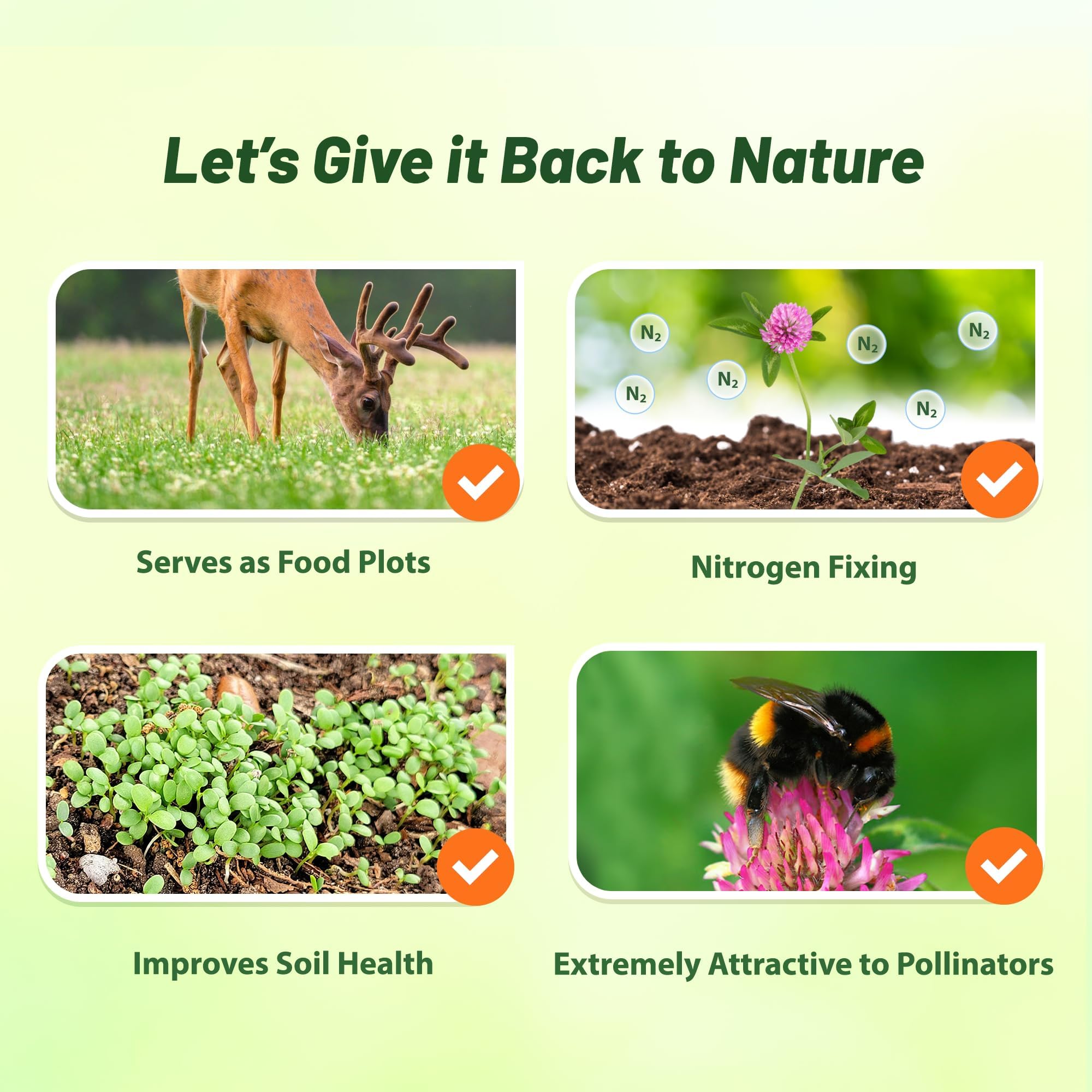 Outsidepride red clover attracts pollinators, boosting biodiversity in gardens.