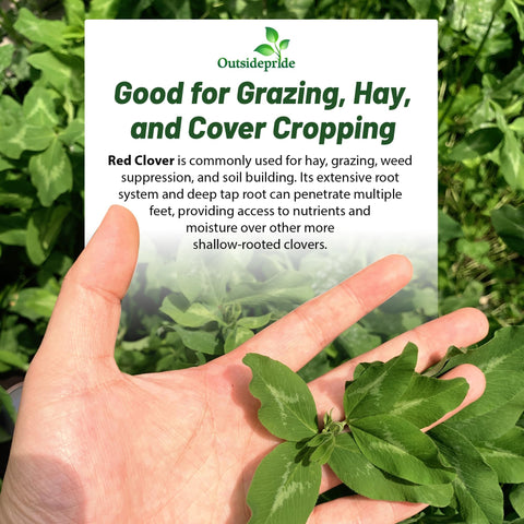 Outsidepride red clover seeds are easy to sow at shallow depth.