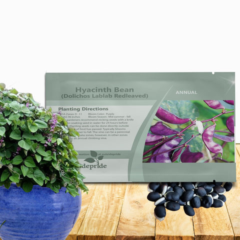 Outsidepride red lablab hyacinth bean seeds create vibrant blooms on a trellis.