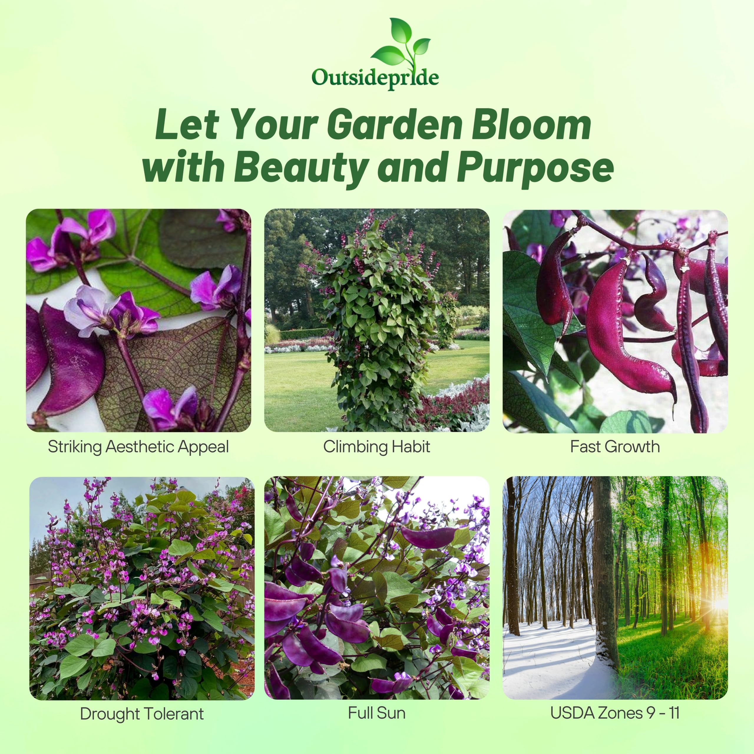 Outsidepride red lablab hyacinth bean seeds display purple flowers on green foliage.