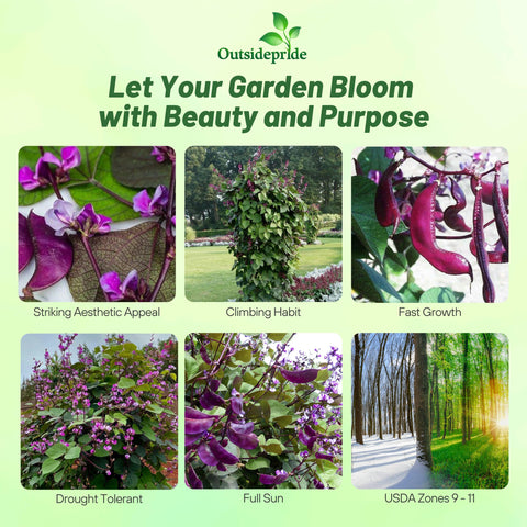 Outsidepride red lablab hyacinth bean seeds display purple flowers on green foliage.