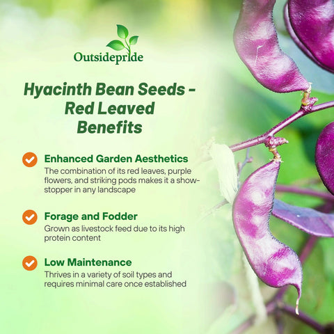 Outsidepride red lablab hyacinth bean seeds attract hummingbirds and butterflies with fragrance.