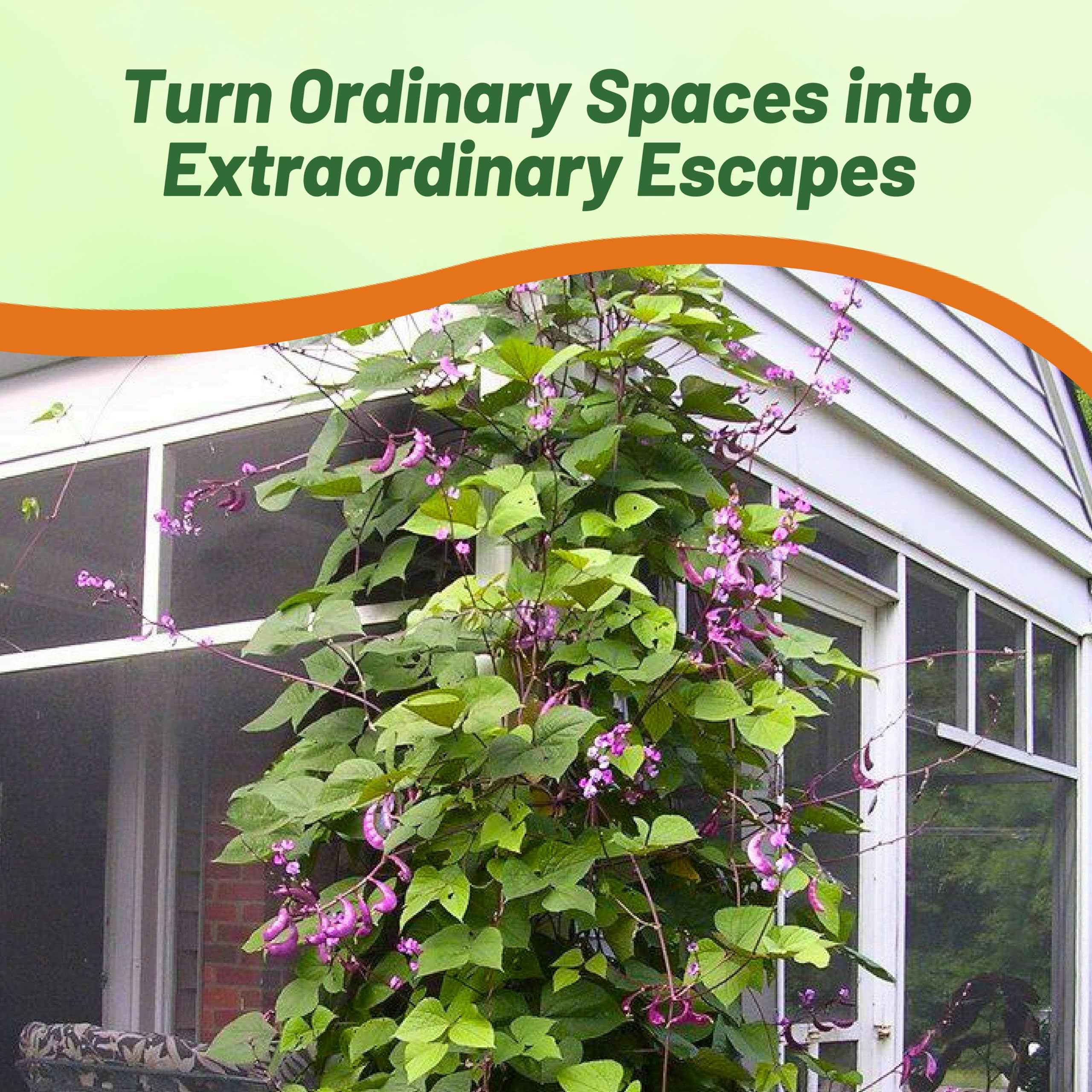 Outsidepride red lablab hyacinth bean seeds yield edible leaves and pods for cooking.
