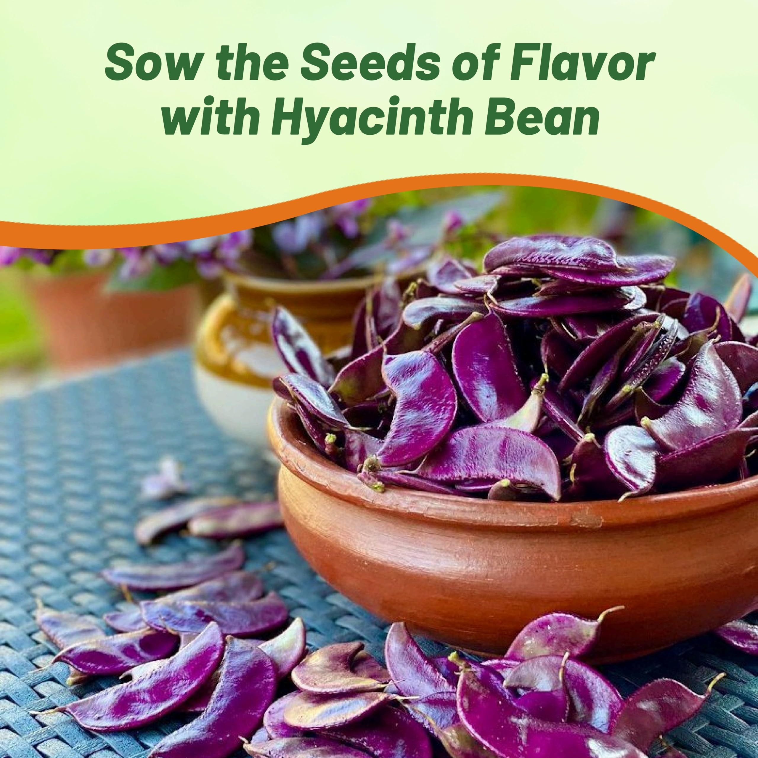 Outsidepride red lablab hyacinth bean seeds thrive in warm climates as perennials.