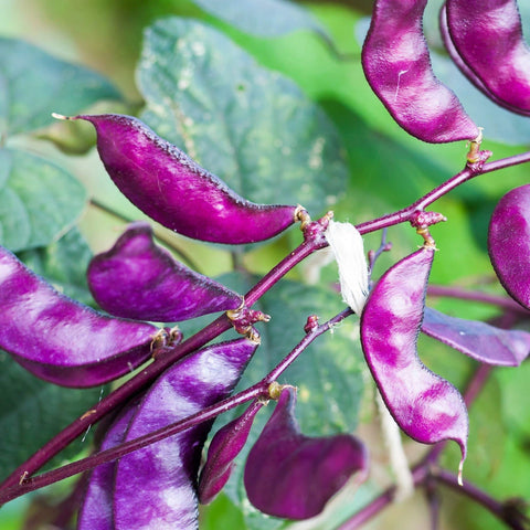 Outsidepride red lablab hyacinth bean seeds produce edible flowers in your garden.