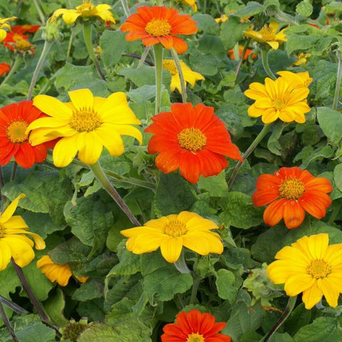 Outsidepride Red Torch adds bold color to borders, fences, and pollinator-friendly landscapes.