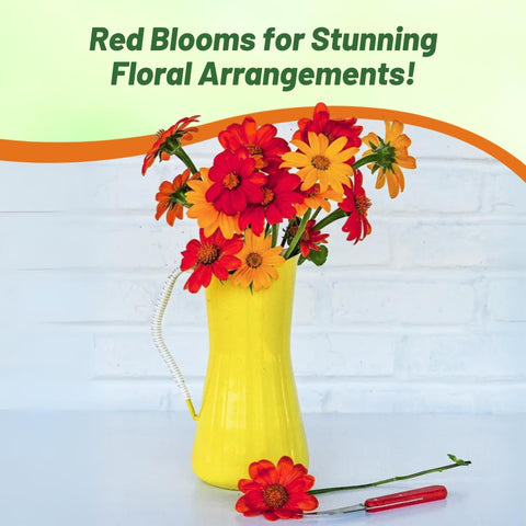 Outsidepride Red Torch is drought-tolerant and heat-loving for low-maintenance gardens.