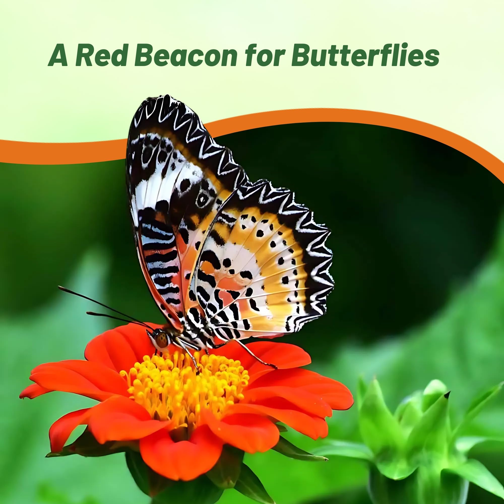 Outsidepride Red Torch thrives in full sun and zones 4 through 11 for easy gardening.