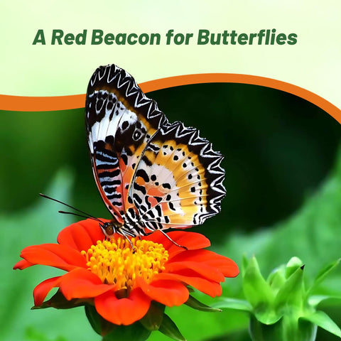 Outsidepride Red Torch thrives in full sun and zones 4 through 11 for easy gardening.