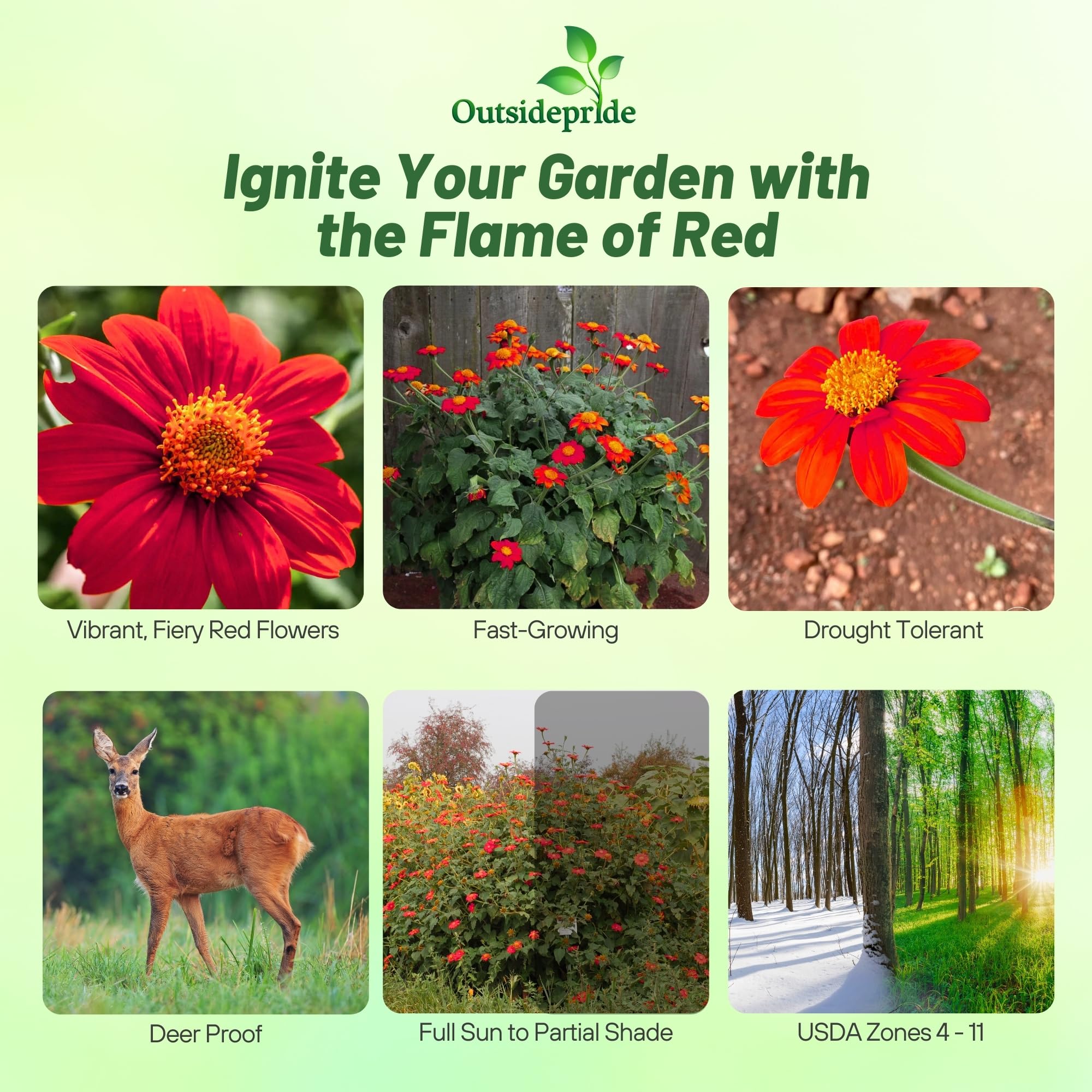 Outsidepride Red Torch stem height adds tall vertical interest for borders and garden backdrops.