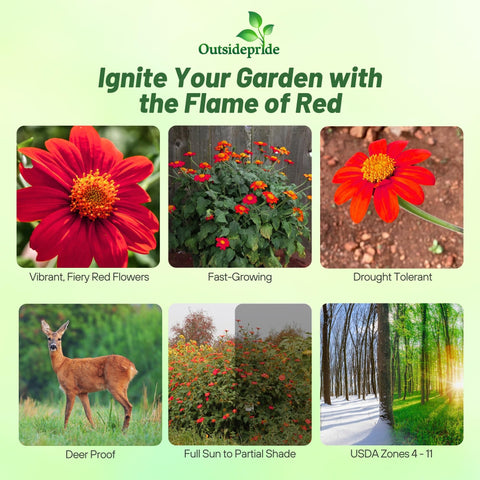 Outsidepride Red Torch stem height adds tall vertical interest for borders and garden backdrops.