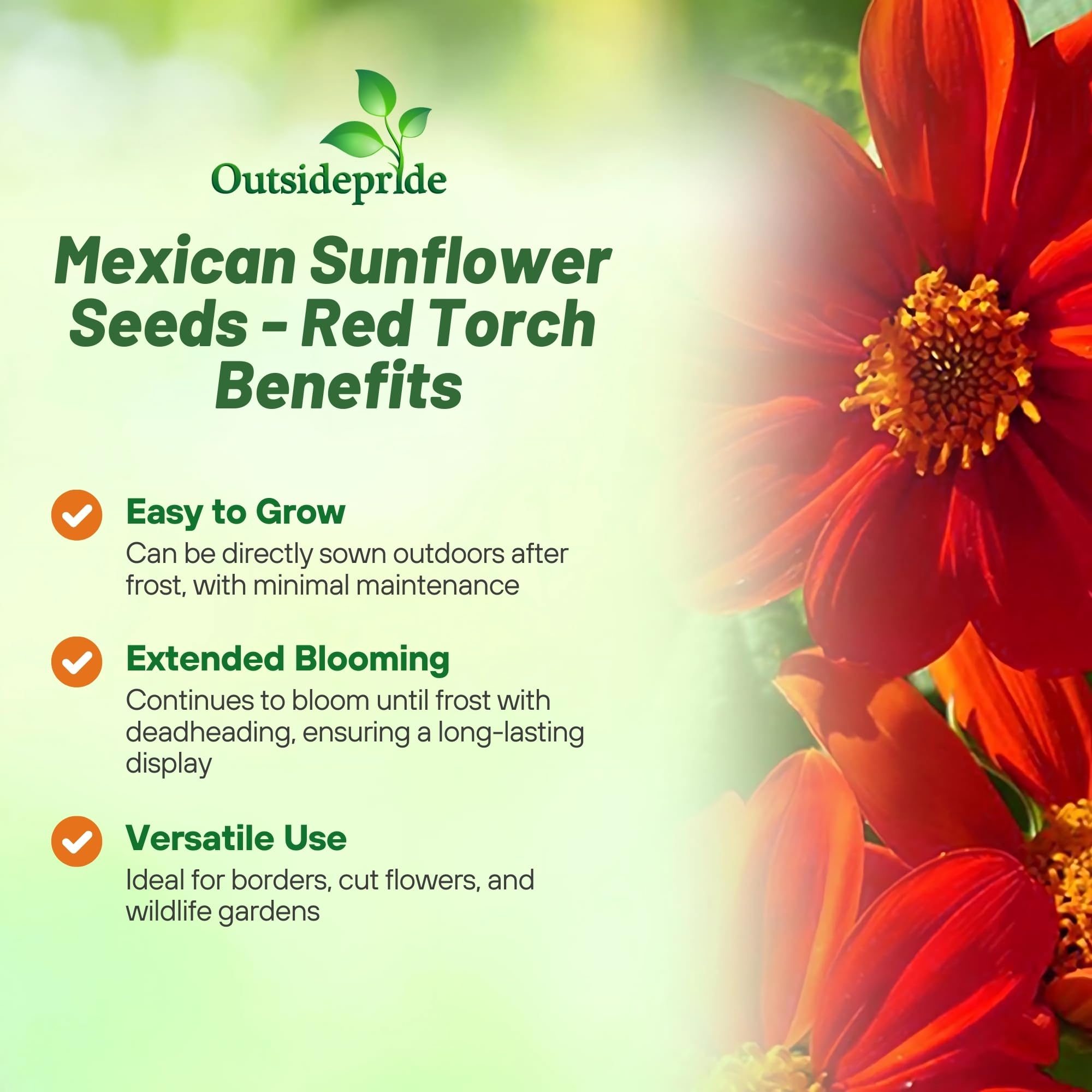 Outsidepride Red Torch Mexican Sunflower attracts pollinators like butterflies and hummingbirds in sunny beds.