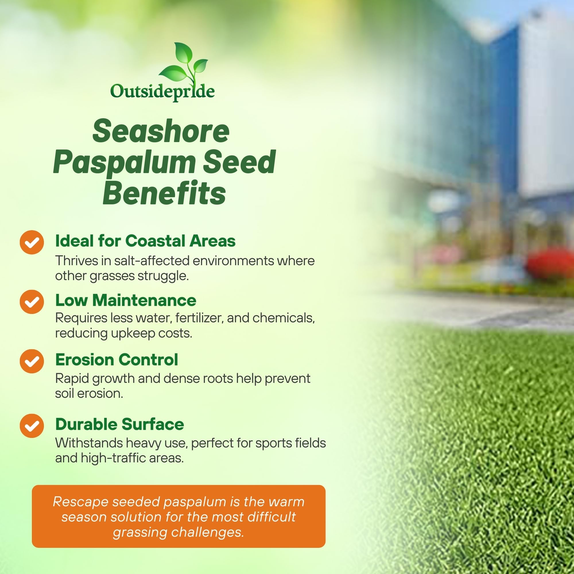 Outsidepride Rescape Seashore Paspalum dense lawn forming sturdy turf for busy areas