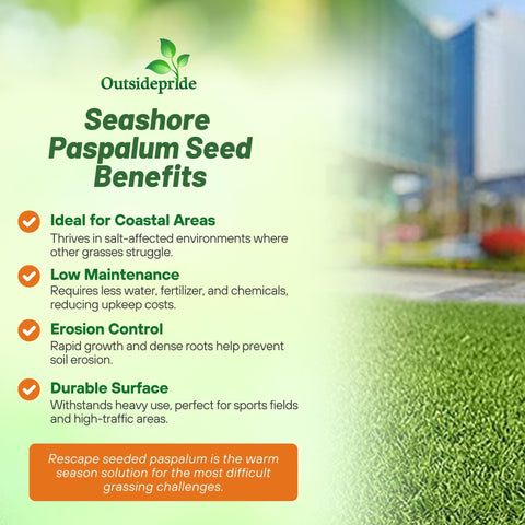 Outsidepride Rescape Seashore Paspalum dense lawn forming sturdy turf for busy areas